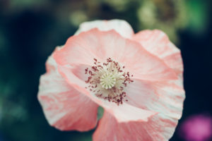 Poppy, pink, close-up, papaver Poppy, pink, close-up, papaver